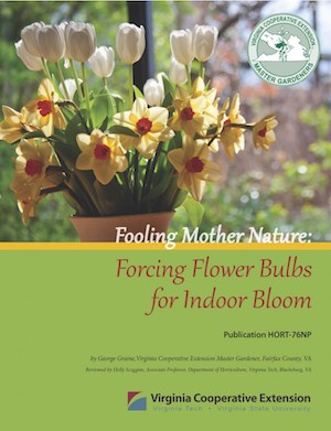 cover of a publication with solid green bottom and title forcing bulbs for indoor bloom. on top, a bunch of yellow flowers blooms on straight stems