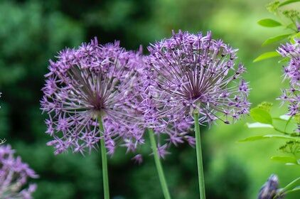 erda-estremera-0ZxdAGG4aWU-unsplash alliums