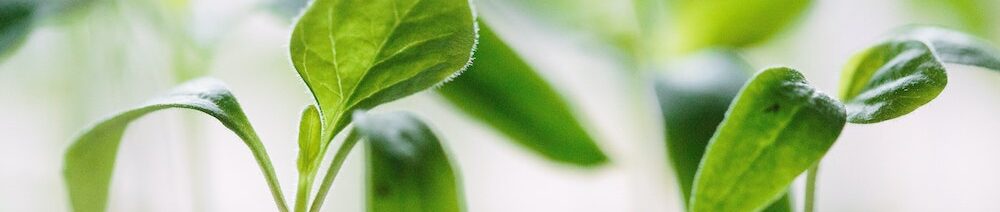 francesco-gallarotti-ruQHpukrN7c-unsplash tomato seedlings