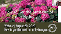 hydrangeas