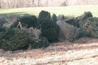 bushes with boxwood blight
