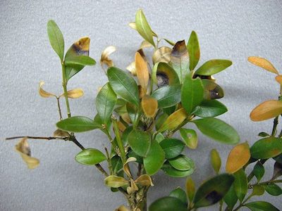 close up branches affected by boxwood blight show leaf yellowing