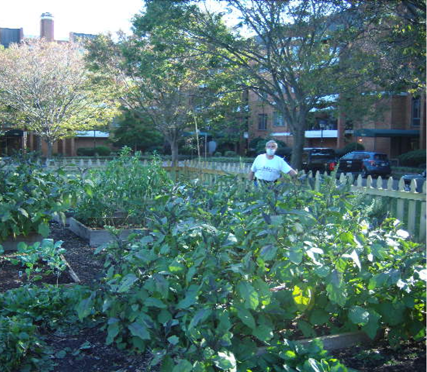 A man wearing a mask stands near a fence in an urban garden. Tall eggplant and collard greens cover the foreground.