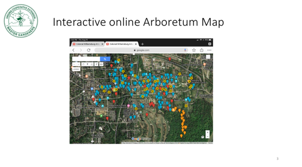 screen shot of arboretum map showing colonial Williamsburg satellite view with arrows for trees