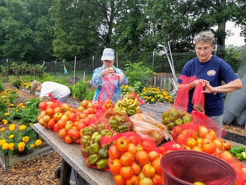two people stand behind a table laden with produce, they are filling mesh bags with peppers. In the background, a lush garden with raised beds and one person stooping with an arm outstretched into foliage.