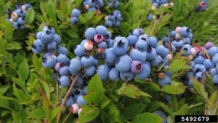 Ripe lowbush blueberries on a bush.