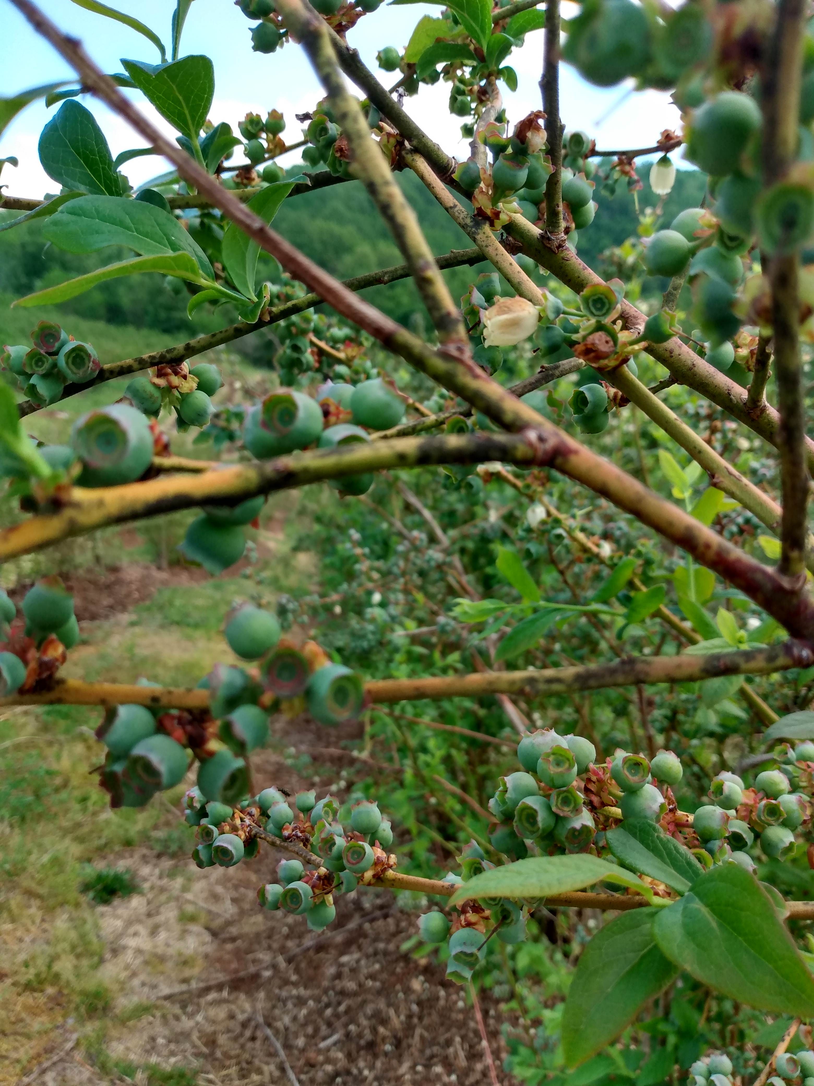 Unripe blueberries on a bush