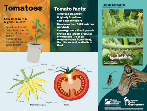 Poster showing a tomato and a tomato hornworm.