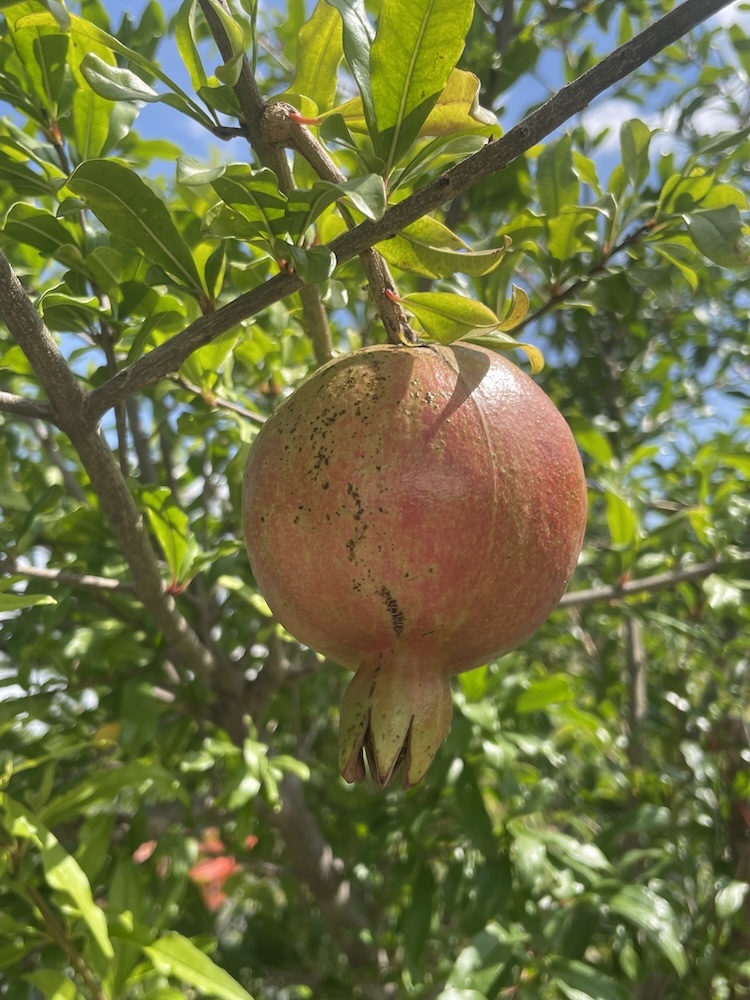 Apple growing on a branch with distinct flower at bottom.