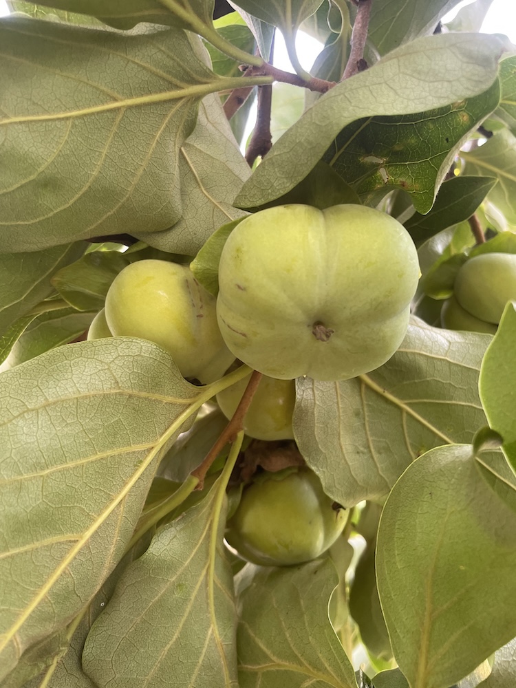 The blossom end of a green fruit on a branch.