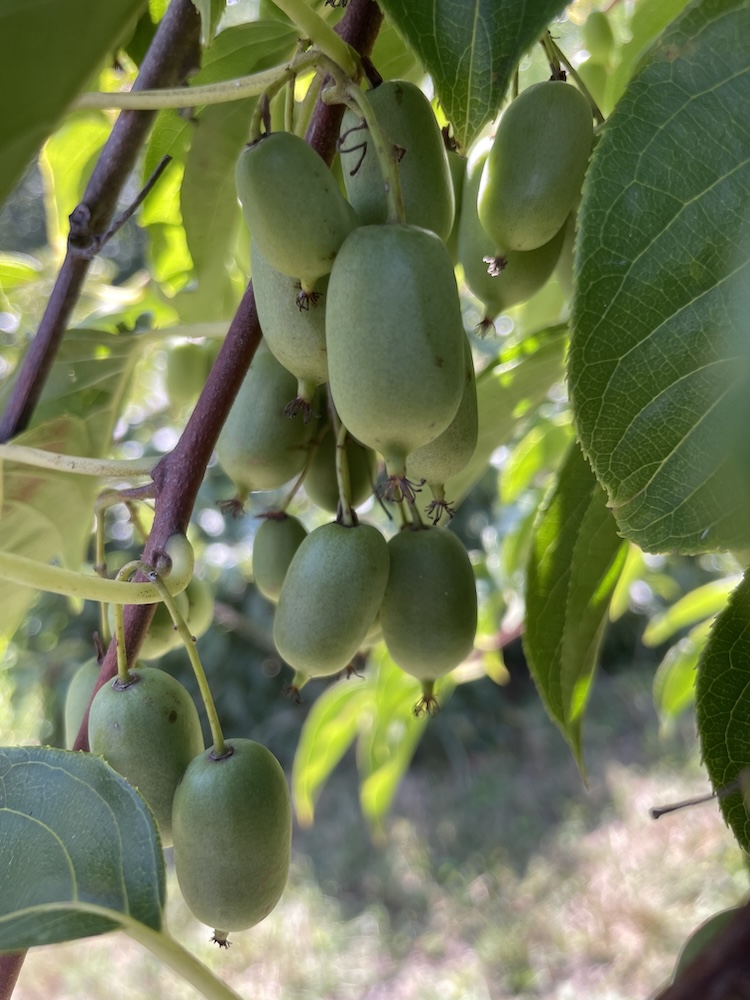 Drooping oblong fruits on a branch.