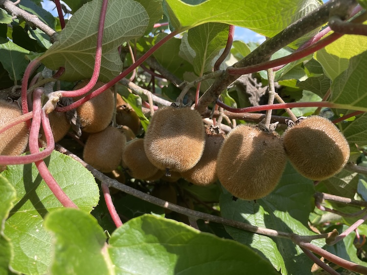 Fuzzy brown kiwi fruits dangle on red stems.