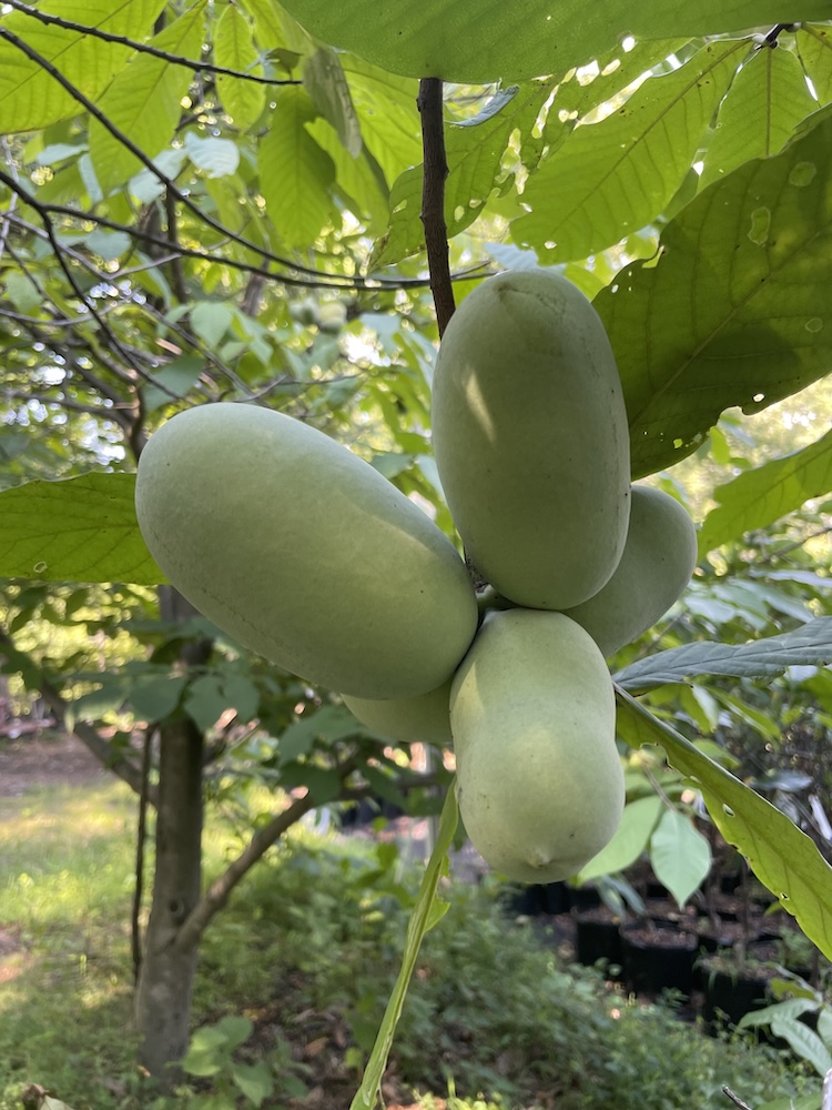 A cluster of oblong green fruit on a branch.