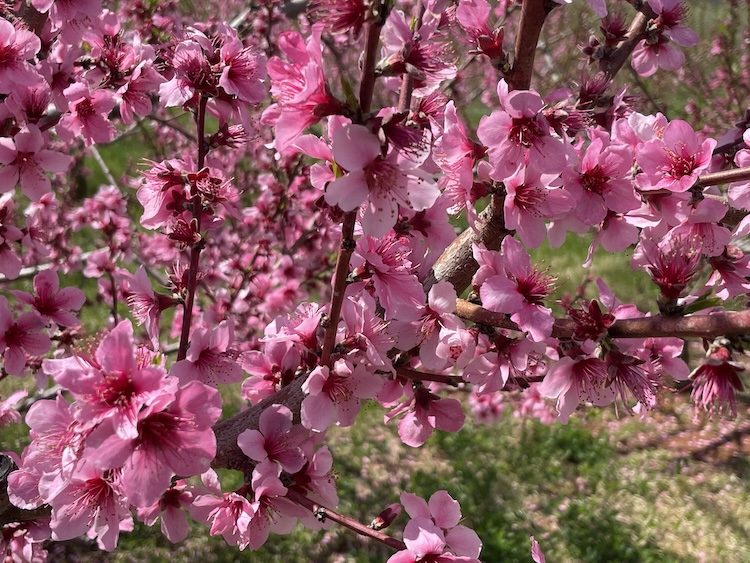 Peach flowers blooming pink all over branches.
