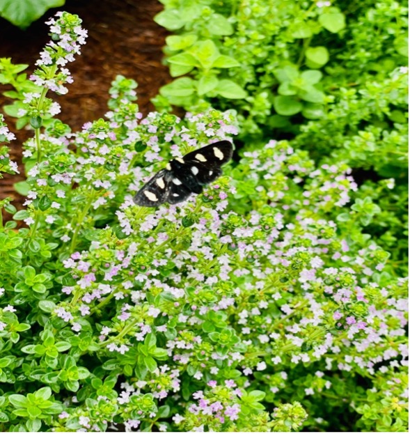 Small black insect sits on a bush.